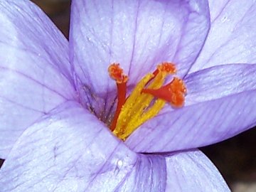 Crocus longiflorus / Zafferano autunnale